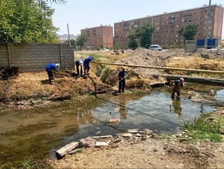 Toshkentdagi ariqqa hayvonlar jasadi tashlangani rostmi?