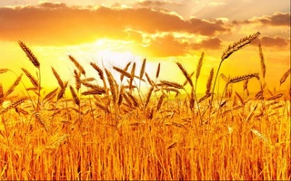 В Узбекистане проведут эксперимент по регистрации в сфере сельского хозяйства