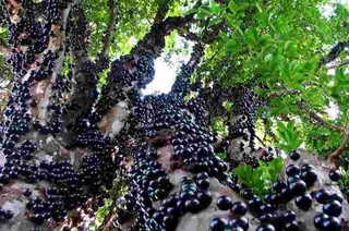 Жабутижаба – мевалари гўё рассом чизиб қўйгандек