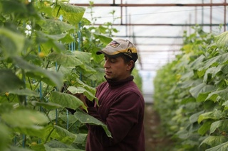 Хонадон иссиқхонасидан – Туркияга