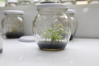 Анор етиштиришда янги ёндашув: шифобахш меванинг ин-витро микроклонал кўпайтириш технологияси