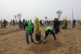 «Яшил макон»: в республике высадили почти 50 млн саженцев деревьев