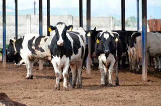 Ўтган 2021 йилда Самарқандга 1 510 бош наслли қорамоллар келтирилди