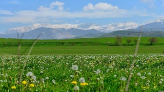 Ҳафта давомида ҳарорат аста-секин пасаяди