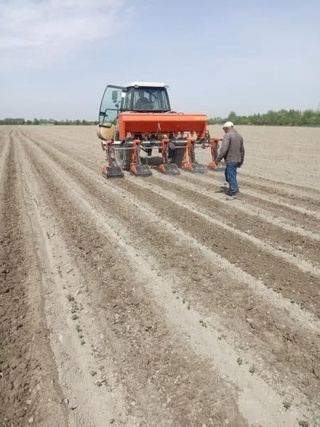 Самарқанд вилоятида 74 минг 207 гектар ер майдонидаги чигит униб чиқди