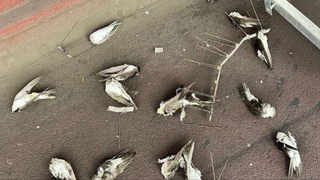 Австрияда тинимсиз ёғаётган ёмғир туфайли минглаб қалдирғочлар нобуд бўлди