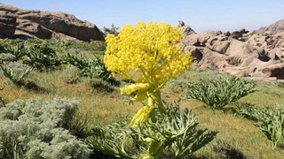 Дар Қашқадарё ба 753 бех ферулаи тоҷик осеб расонданд: зарар 372 миллион сӯмро ташкил дод