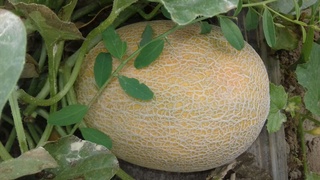 Qashqadaryoda qovun pishdi