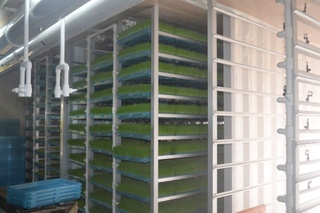 Янги тажриба: 2 сотих майдондан 500 бош қорамол боқиш учун озуқа олинмоқда