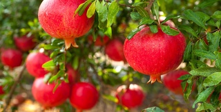 Уруғсиз анор нави маҳаллийлаштирилмоқда