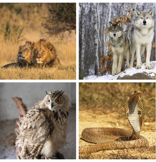 Nima uchun O'zbekistonda yovvoyi hayvonlarni uyda saqlash taqiqlanadi?