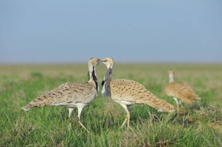 В дикую природу выпущено 2400 дроф