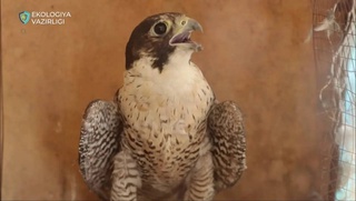 Житель Ташкентской области оштрафован более чем на 620 млн сумов за содержание краснокнижных птиц