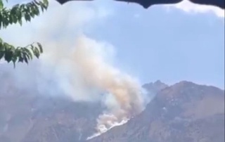 Yongʻin Boʻstonliqdagi “Burchmullo” oʻrmon xoʻjaligida chiqqan – FVV