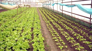 Сохраним урожай в теплицах