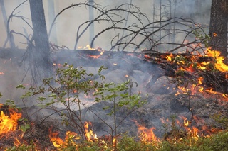 Аномал об-ҳаво таъсирида Тераклисойда ёнғин чиқди