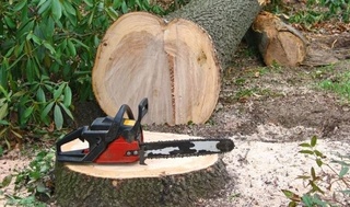 Ўтган йилда 600 минг тупдан ортиқ дарахтлар кесилишининг олди олинган — Экология вазирлиги