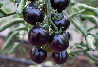 Black tomatoes have started to be grown in Uzbekistan