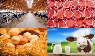 Чорвачилик — Сурхондарёда драйвер тармоқлардан бири