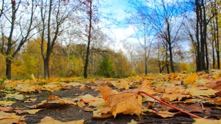 Опавшие листья: минусы и плюсы