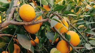 Какие сорта лимона выращивают в Узбекистане?