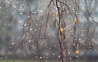 Узгидромет: в воскресенье по Узбекистану пройдут дожди