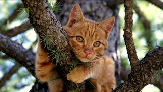 На этой неделе ожидается сухая, но прохладная погода