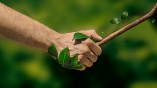 «Зеленые» приоритеты: почему нашим городам необходимы деревья?