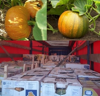 Қашқадарёда ошқовоқ экспорти бошланди