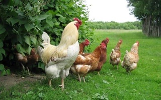 Повысились размеры субсидий за производство мяса птицы