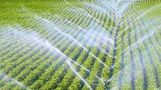 Суғориш учун сув олиш лимитлари белгиланди