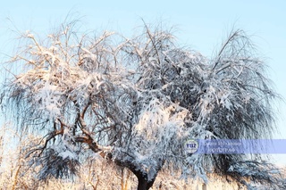 Бугун ҳарорат бироз пастлаши мумкин
