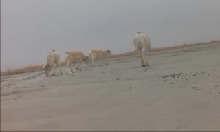 Saygʻoqlar podasi fotoqopqonga tushib qoldi