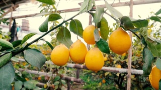 Узбекистан экспортировал лимоны почти на 3 миллиона долларов