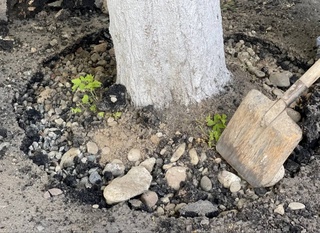 В Узбекистане проходит акция по защите деревьев