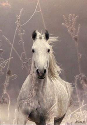 “Лизутания маликалари” – Португалиянинг энг учқур отлари Ўзбекистонга келтирилади