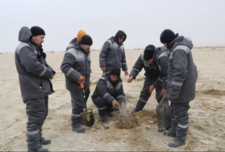 В Приаралье высадили 350 растений черкеза и кандыма