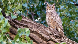 За последние тридцать лет утрачено около 420 млн гектаров леса