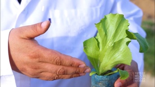 Экспортқа арналған болашағы зор дақыл – салат (айсберг)