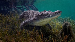 "Talking" crocodiles that lived in South America in the Mesozoic