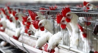 Surxondaryoliklar parrandachilikda ham ilg'or