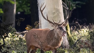 Икки киши “зомби вируси” туфайли ҳаётдан кўз юмди