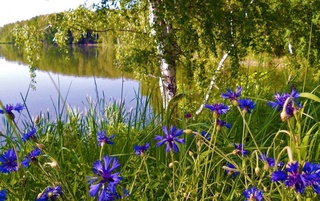 Weather forecast for August 11