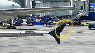 Самолёт қанотидаги улкан арилар тўдаси парвозни “тўхтатди”