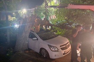 Иккита «Cobalt» устига дарахт қулади