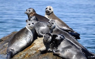 Экологи соберут и изучат эДНК для морских объектов Всемирного наследия