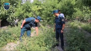 Томорқасида 55 минг тупдан ортиқ кўкнори ўстираётган шахс ушланди