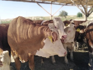 Чорвачилик тармоғини ривожлантириш учун субсидия берилмоқда