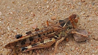 O‘zbekistonda chigirtkalar hujumi xavfiga qarshi choralar muntazam olib boriladi  