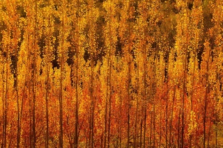 Келесі аптаның басынан Өзбекстанда күн баяу суыта бастайды